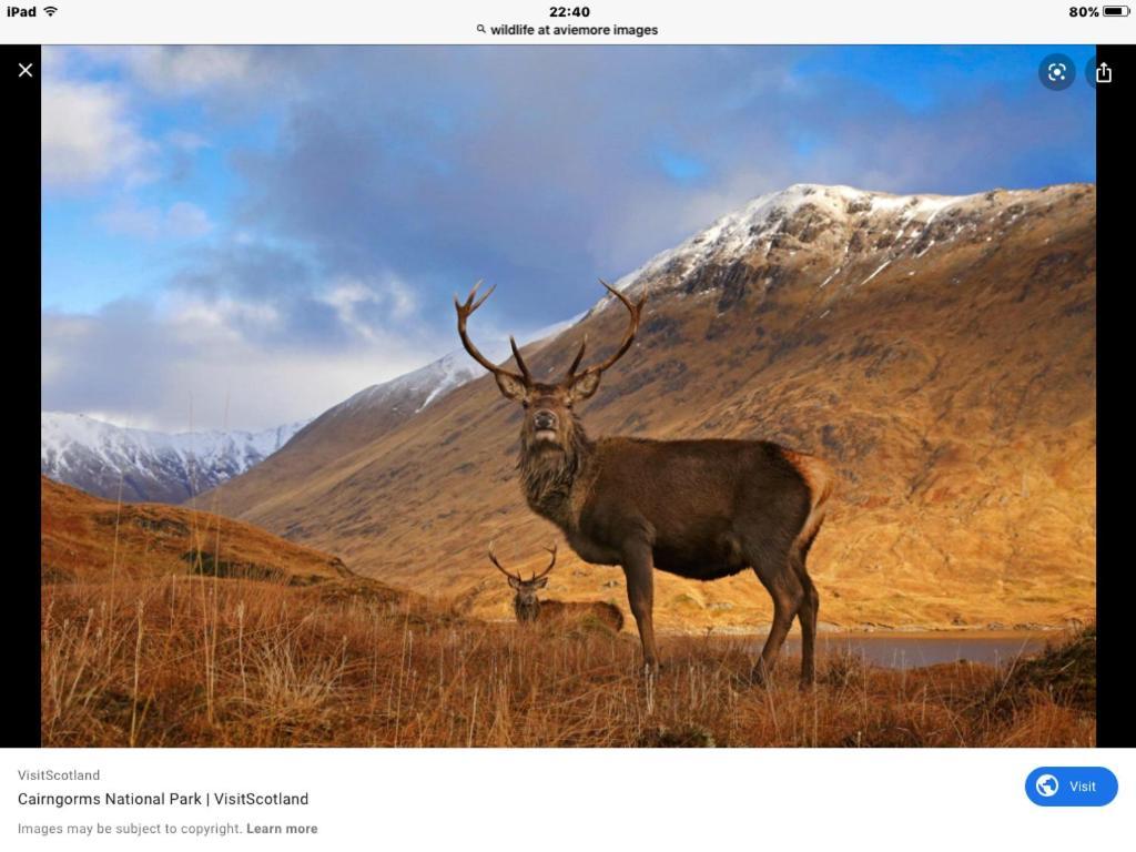 Cairn View Chalet Villa Aviemore Dış mekan fotoğraf